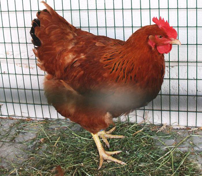 雅一品種鶏の写真とタイトル