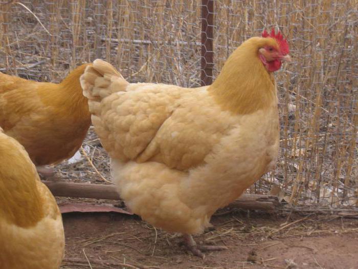 chickens masaichi breed how to choose