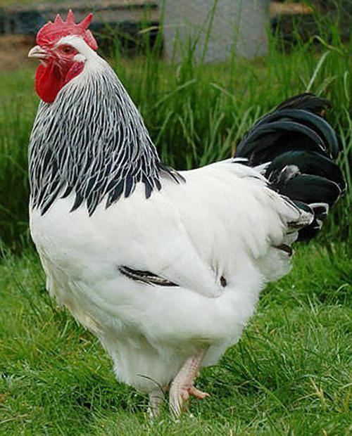 мясояичные razas de gallinas descripción