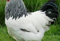 La raza de gallinas мясояичная: descripción de las mejores razas