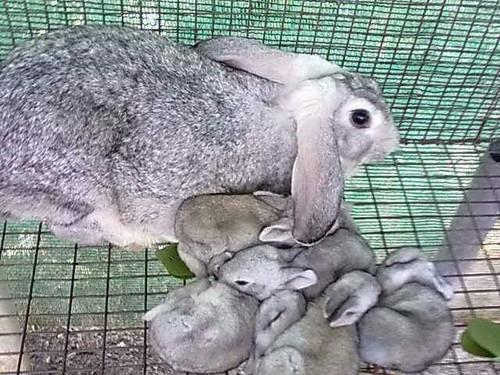 Утримання кроликів