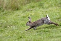 Quantos vivem de coelhos de todos os tipos diferentes особенностии fatos interessantes