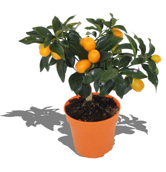 cómo cuidar citrus fortunella