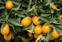 Como plantar, como reproduzir, como cuidar: Citrus Fortunella - a alegria em sua casa