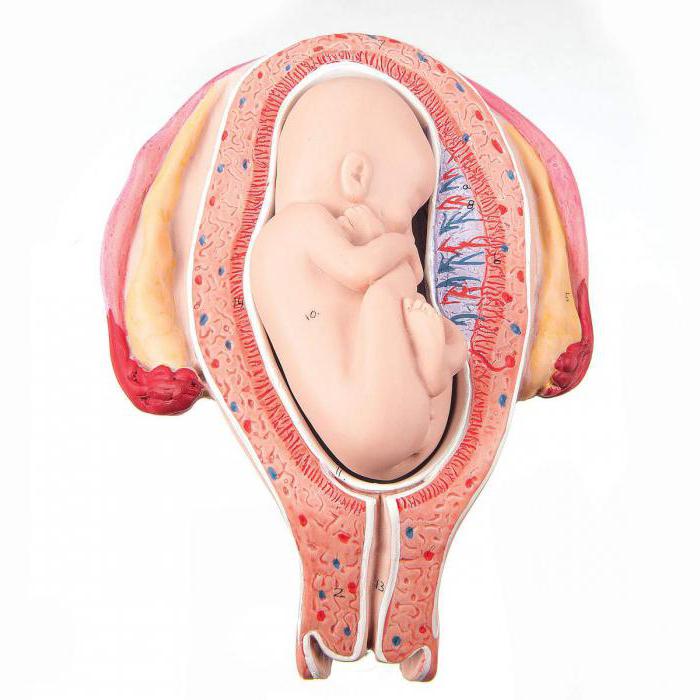 Gesichts-fetalen Placenta