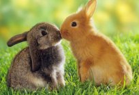 为什么兔子吃他的兔子? 什么喂兔子后的繁殖? 兔