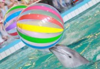 Wizyta jarosławskiego delfinarium - wybuch radości i pozytywnych emocji!