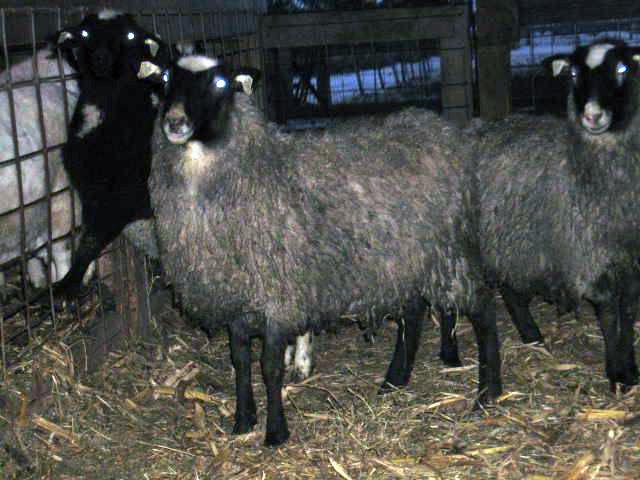Sheep of Romanov breed