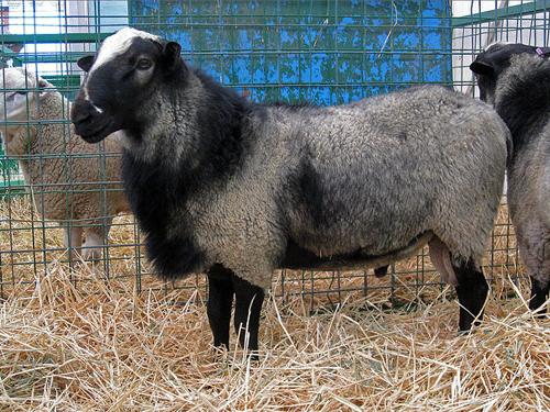 Романовська порода овець ціна