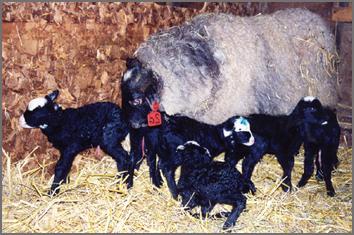 品種の羊のRomanovskaya写真