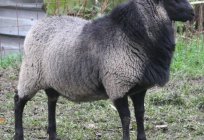 As ovelhas romanovskaya de raça que têm de lã com uma tonalidade azulada