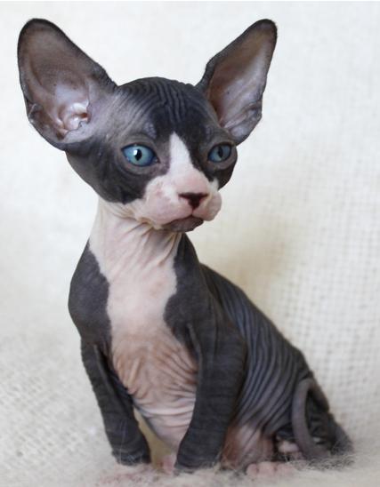 how much does a sphinx cat cost