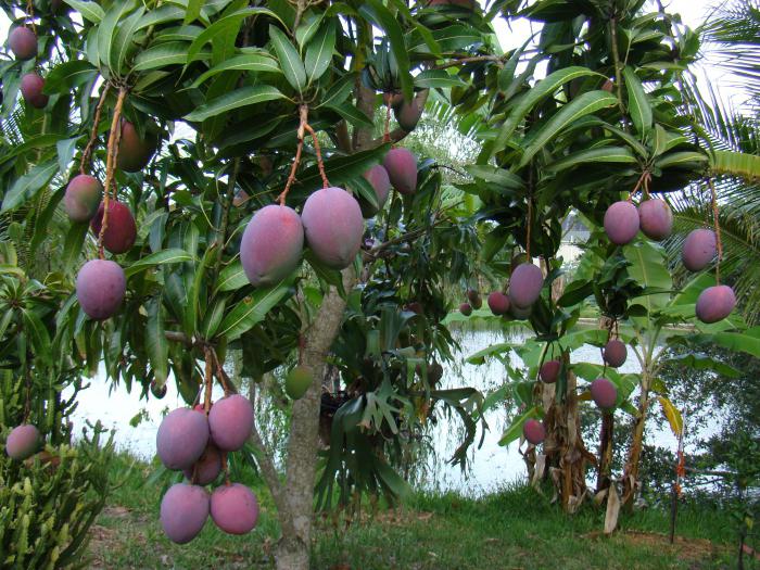 Beschreibung Mango Frucht