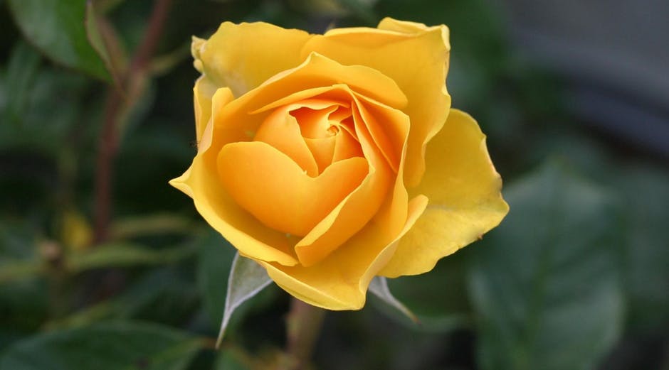 Gelbe Rose im Schlaf