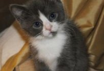 Tips for future owners: how to distinguish a boy's kitten from a girl's?
