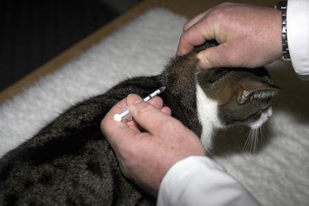 dexamethasone treatment of cats