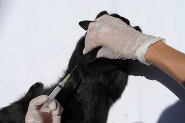 dexamethasone injections cats