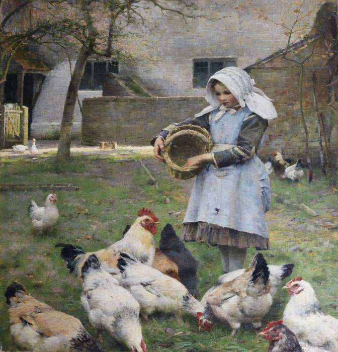cómo alimentar a las gallinas ponedoras