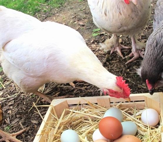 cómo alimentar a las gallinas ponedoras