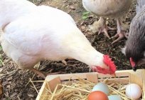 कैसे फ़ीड करने के लिए मुर्गियों बिछाने मुर्गियाँ घर पर और पोल्ट्री फार्मों पर?