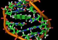 Funkcje DNA i jej struktura