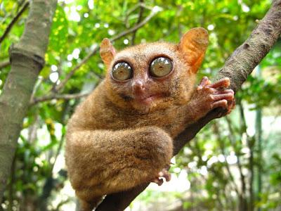 filipin tarsier