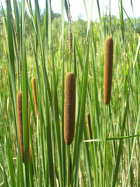 Nedir, cattail