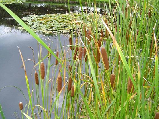 Nasıl görünüyor cattail