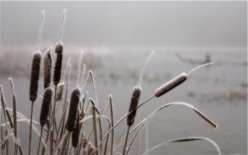 yetişen typha