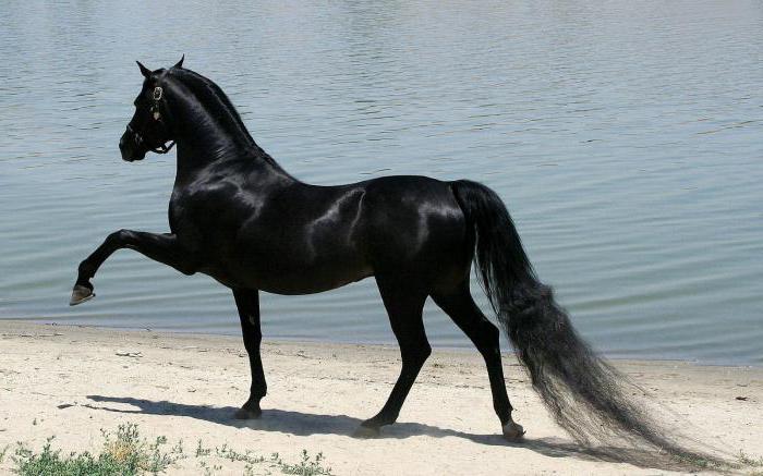 a interpretação dos sonhos cavalo preto que está sonhando