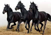 Ne diyor rüya yorumu: at siyah bir şey görüyorum? Anlamı ve yorumu, rüya