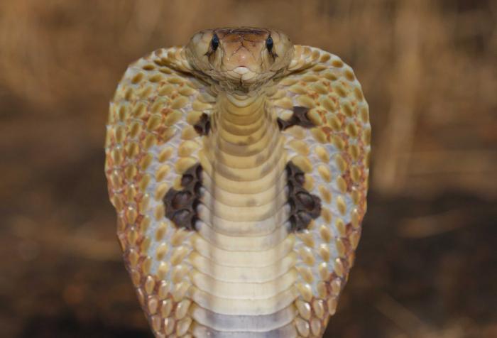 Сонник кобра