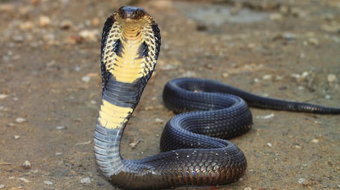 Dream a Cobra snake