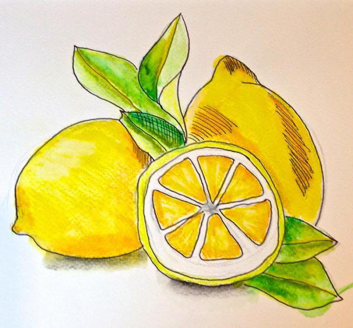 cómo dibujar un limón con un lápiz en etapas para principiantes