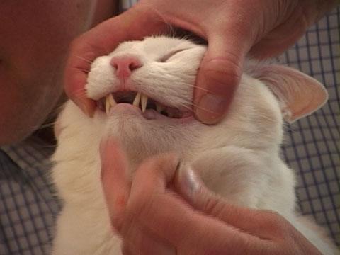 worm pills for cats how to give