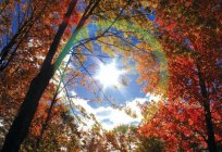 Los brillantes colores de otoño de la naturaleza: cuando comienza el veranillo de san martín?