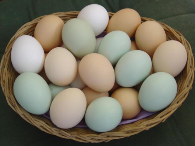  ile białka kurczaka w jajku