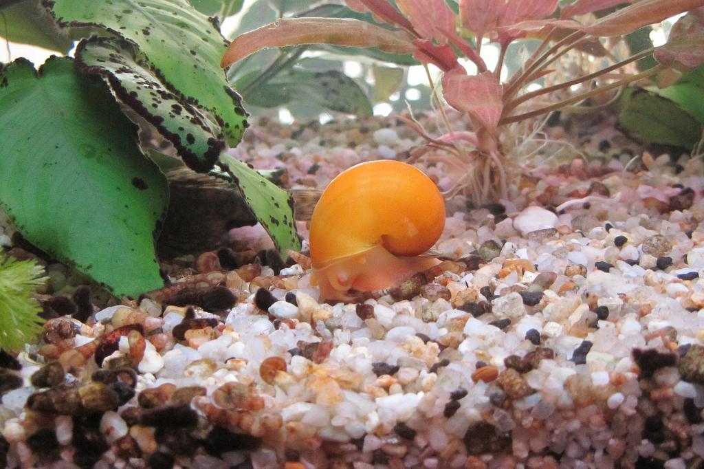 Snails in the aquarium