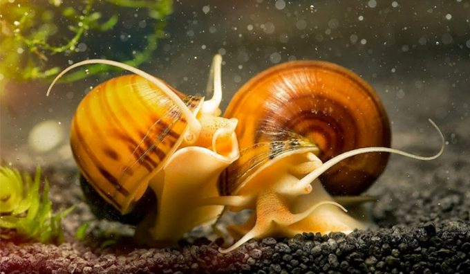 Breeding aquarium snails
