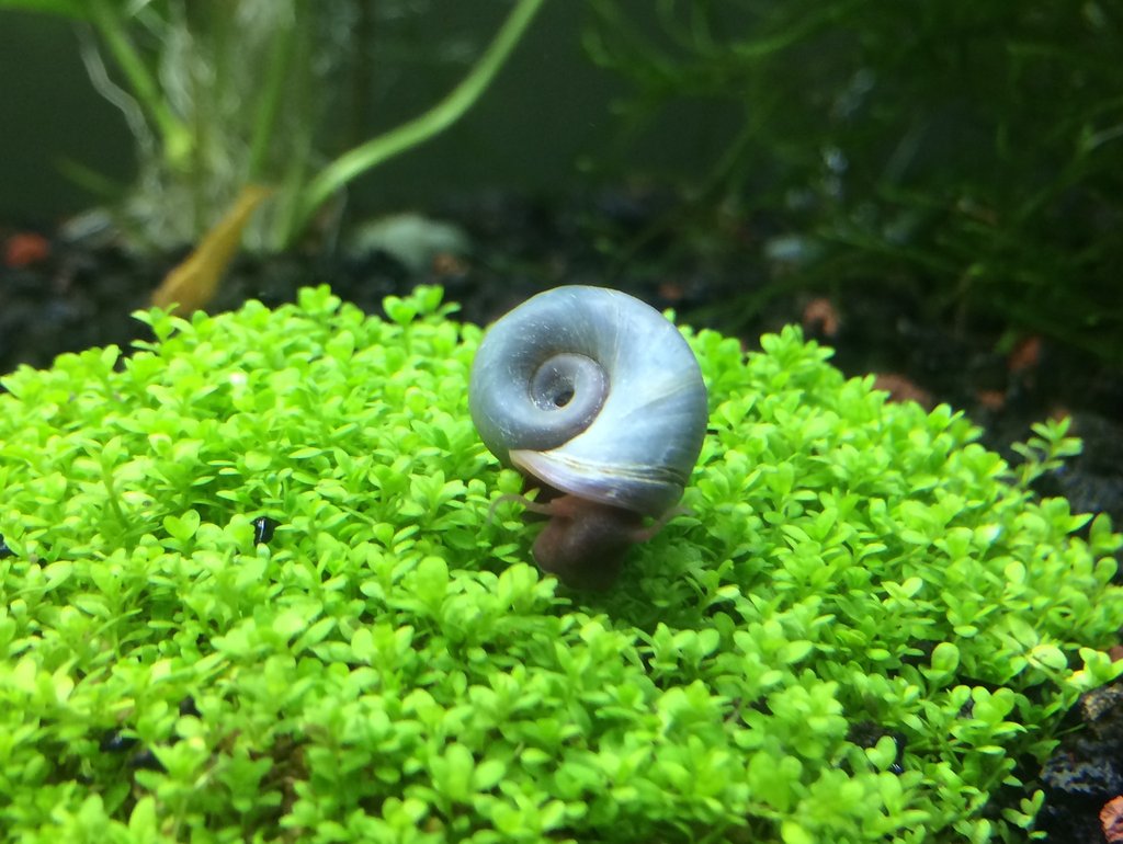 Rośliny do akwarium ślimaki