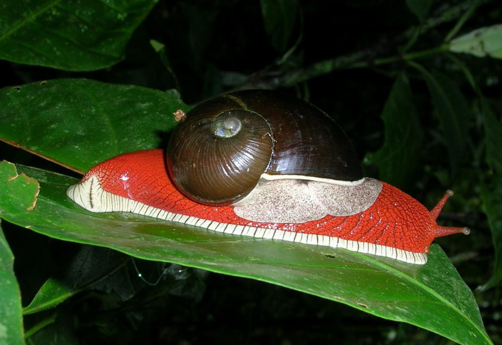 Snail ampulyarii
