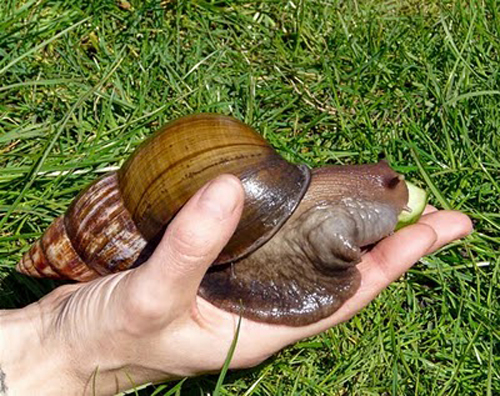 Snail Achatina