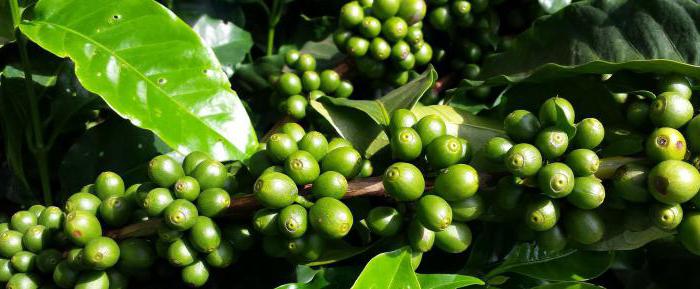 the Composition of coffee beans caffeine and theobromine