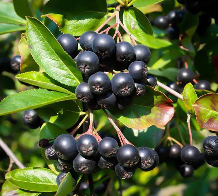 काले रोवन पेड़: औषधीय गुणों और मतभेद