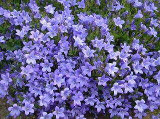 vinca la plantación y el cuidado de