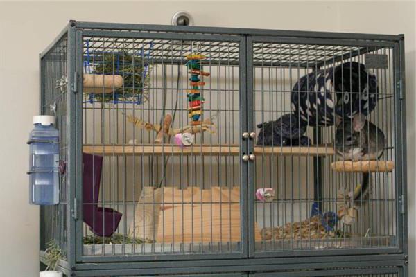 breeding chinchillas in the home as business profitability