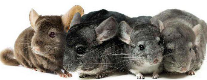 breeding chinchillas at home as a business
