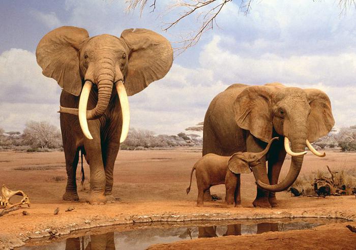 the largest land mammal on earth