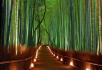 Co warto zobaczyć w Kioto? Prefektura Japonii zaskakuje turystów wyjątkowymi zabytkami