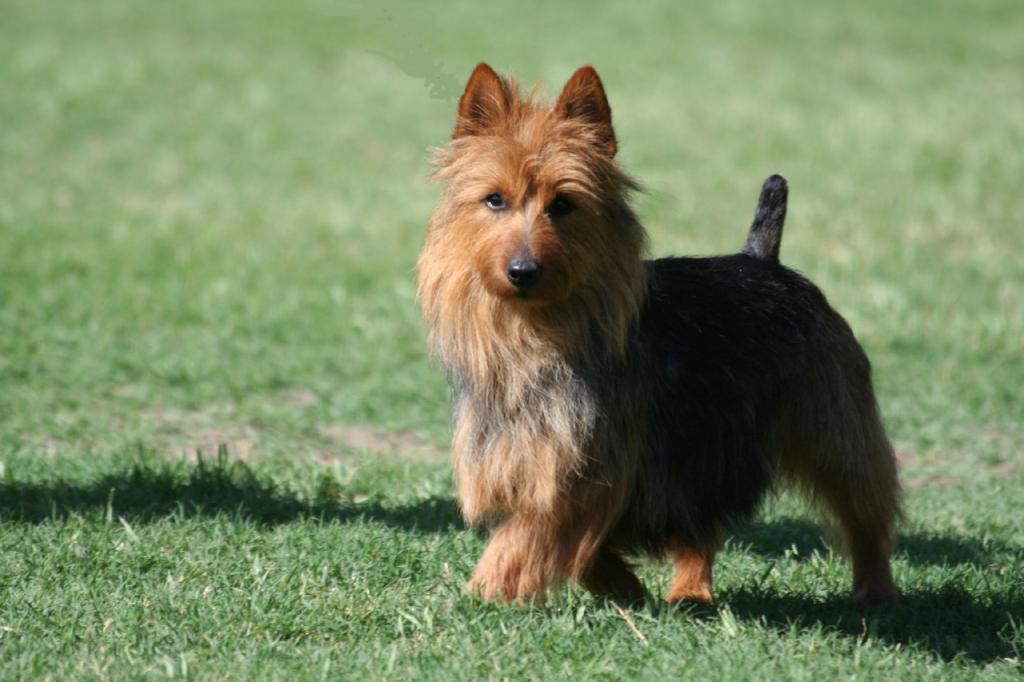 description of the breed the Australian Terrier
